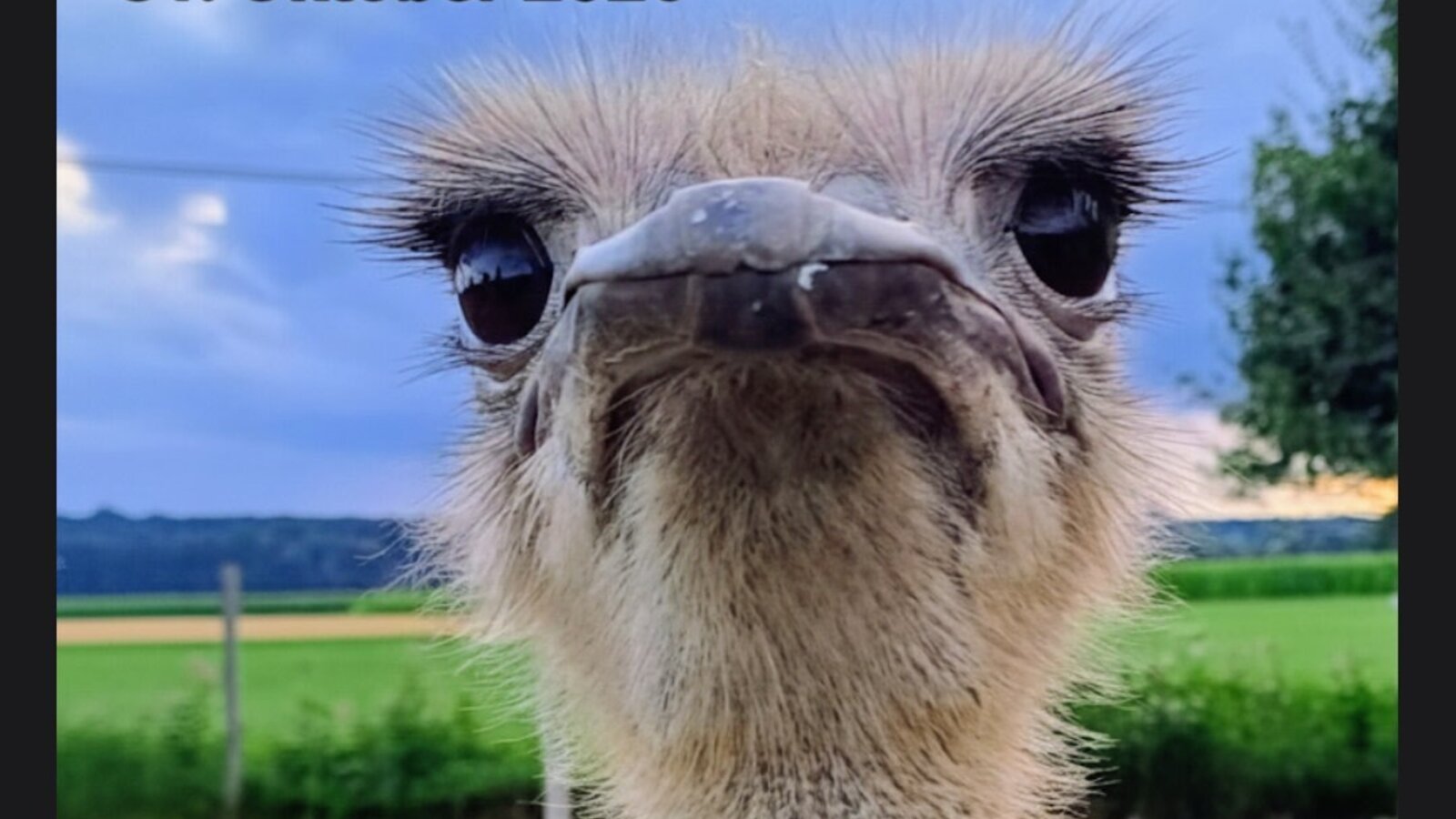 Our ostrich Heidi has been even more to offer.