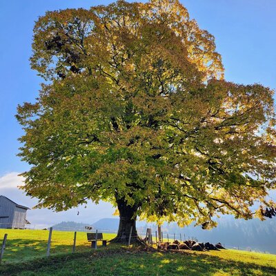 Our cattle enjoy their time under the 200-year-old linden tree
