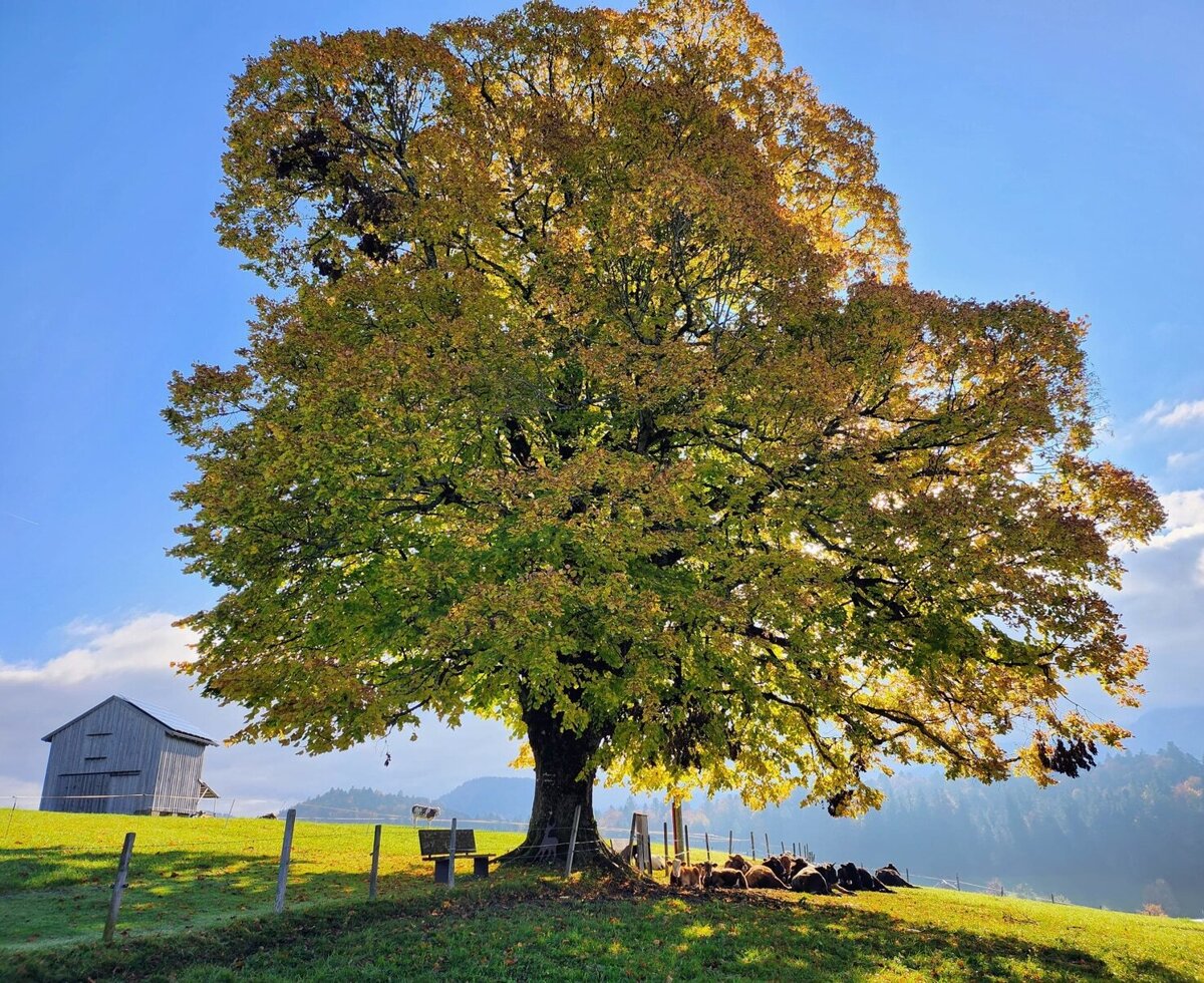 Our cattle enjoy their time under the 200-year-old linden tree