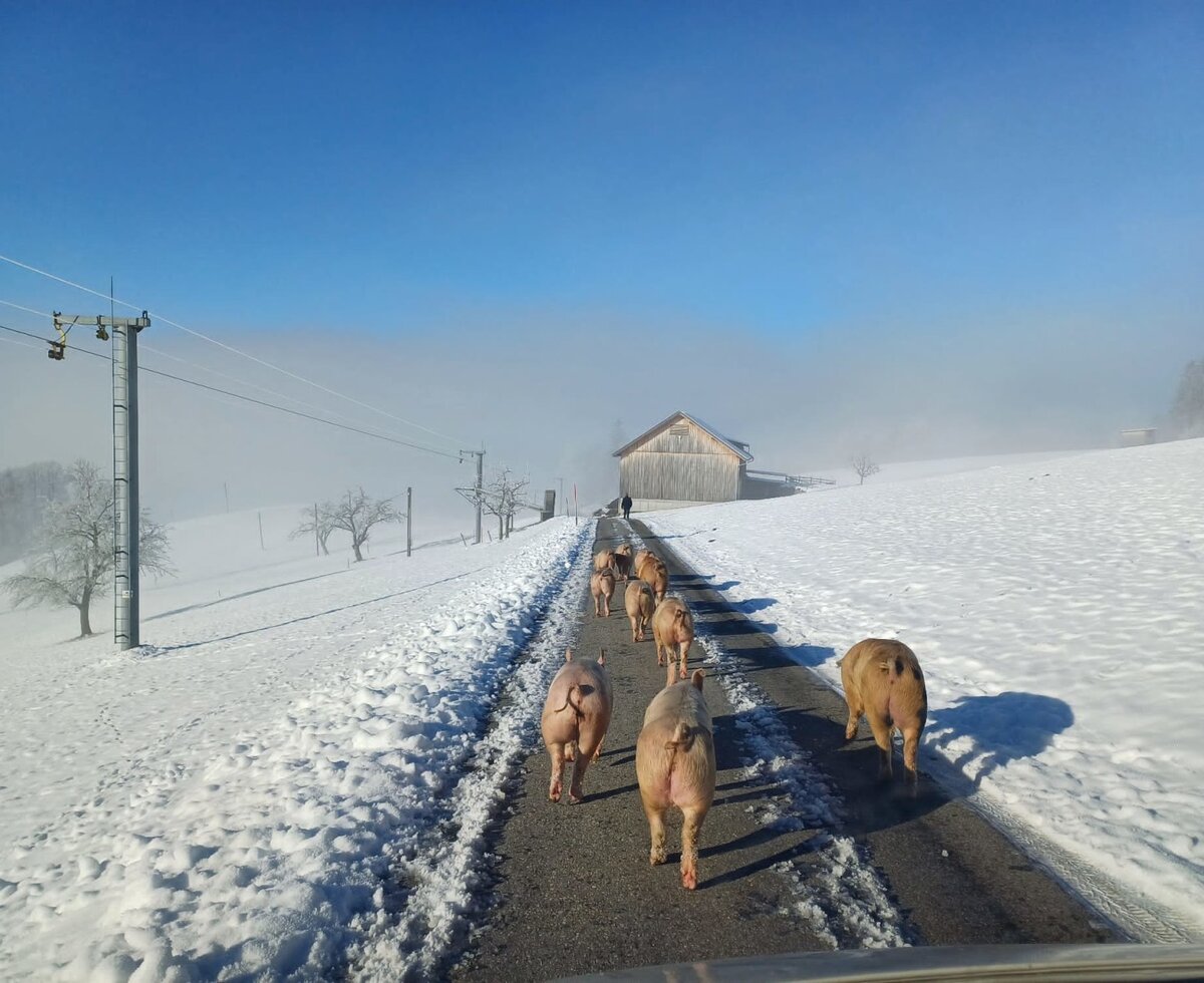 Our pigs loves their almost daily exercise