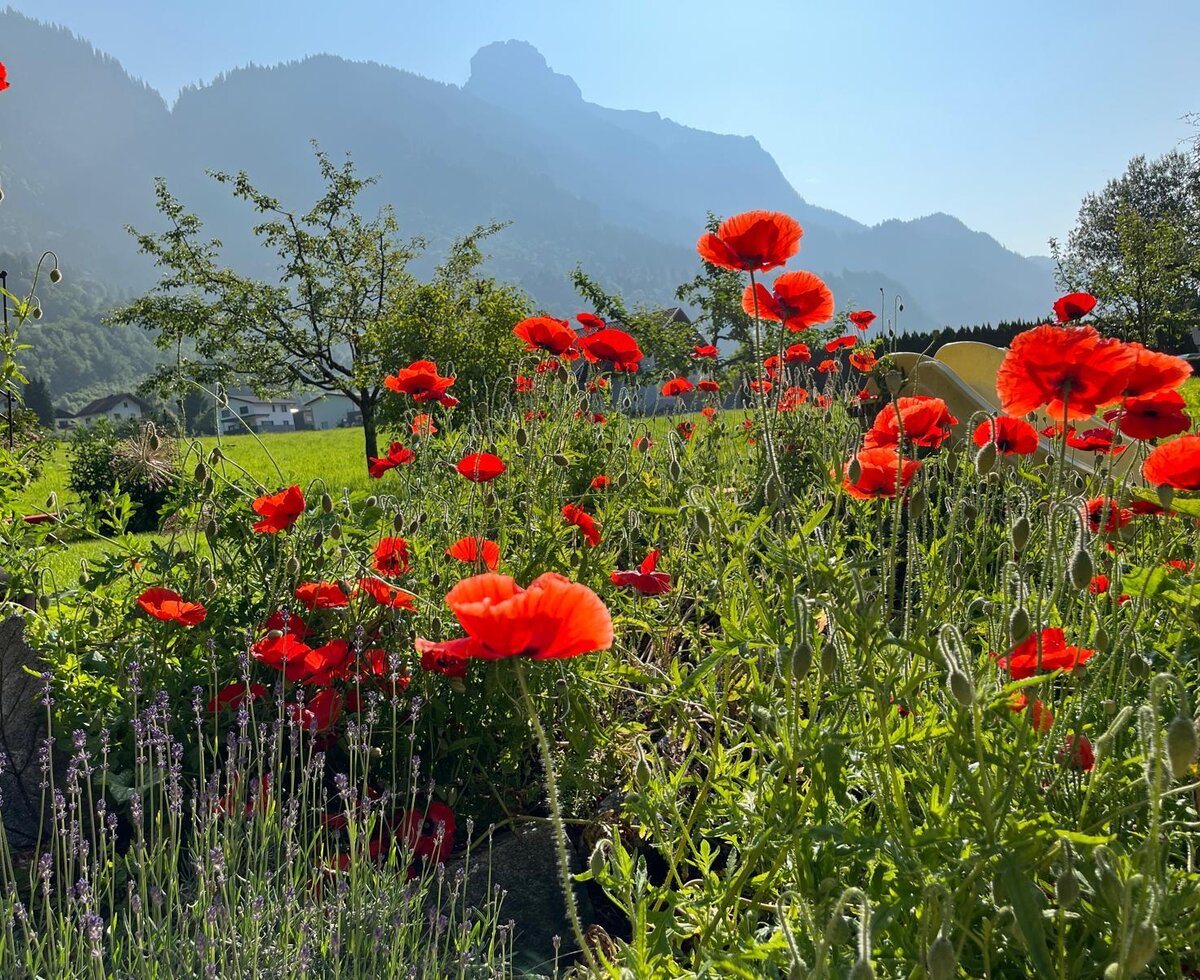 Farmhouse garden with poppies, lavender, a slide, and mountain views.