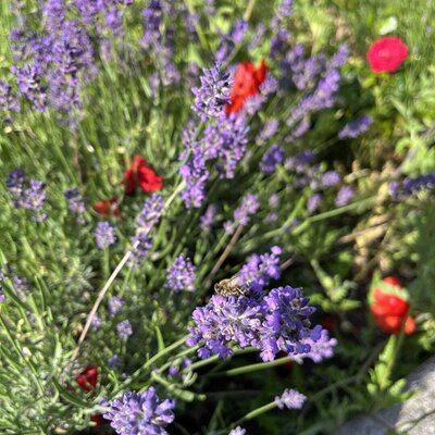 Lavender blossoms and red poppies in the garden of the farmhouse, with a bee on a flower.