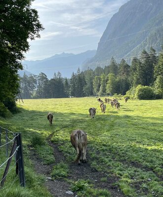 Cows in the farmhouse pasture with mountains and forest in the background.