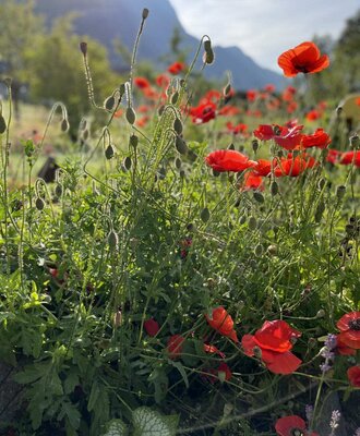 Field of red poppies with a mountain backdrop at the farmhouse.