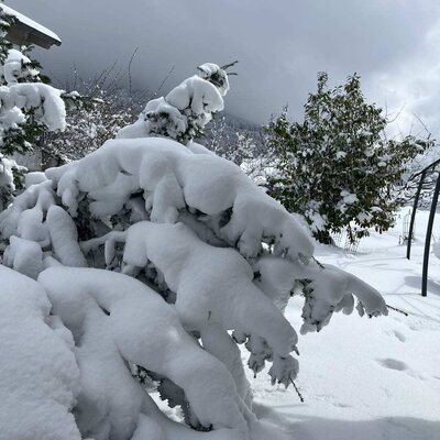 The heavily snow-covered winter landscape of the farmhouse, featuring pine trees and the garden.