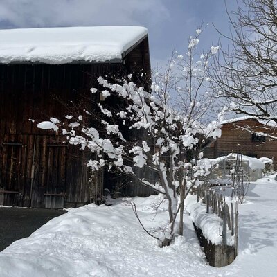 The snowy outdoor area of the farmhouse, featuring a wooden building and a snow-covered tree.