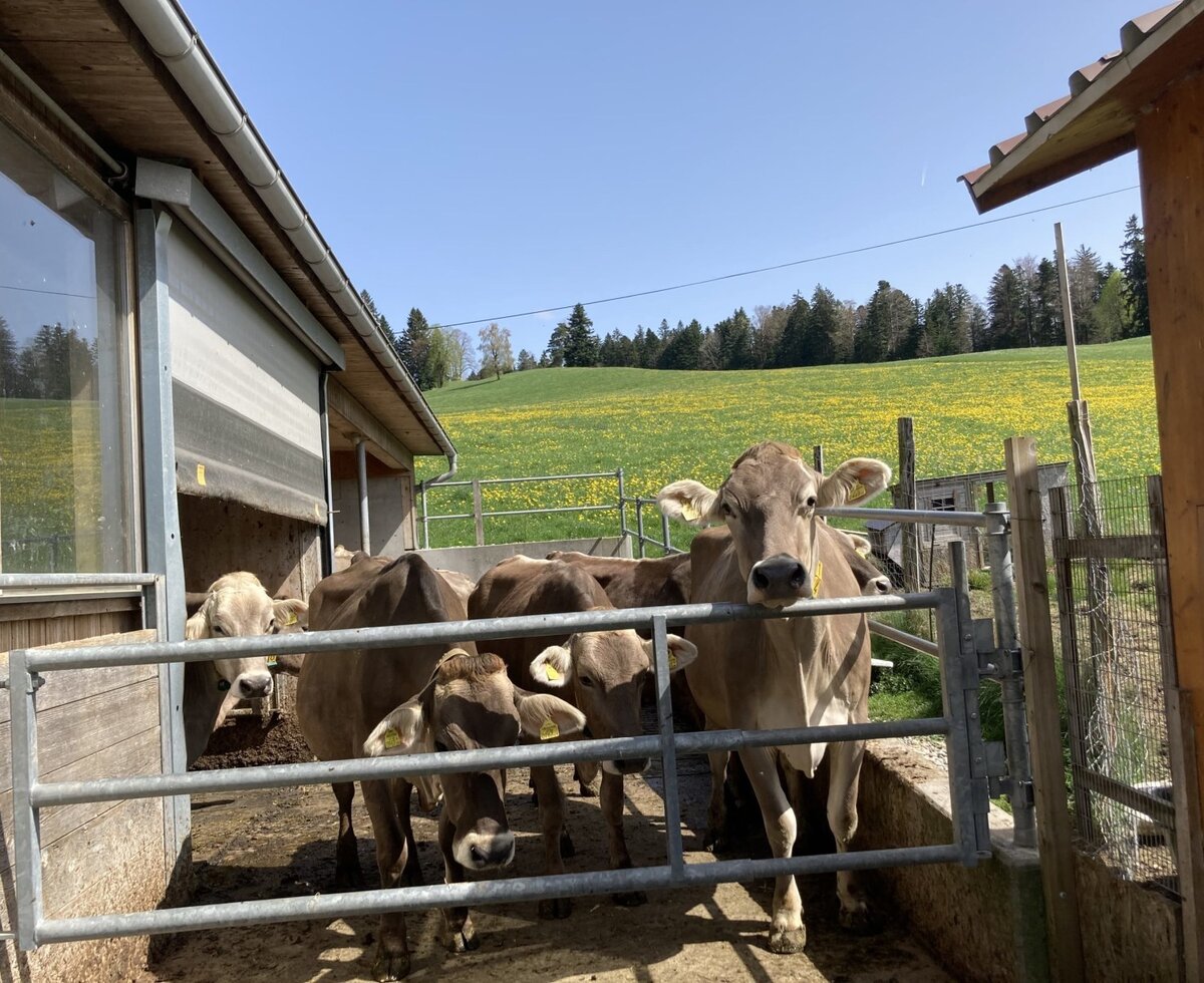 Cows and calves at the Farm House, with a building and a green pasture in the background.