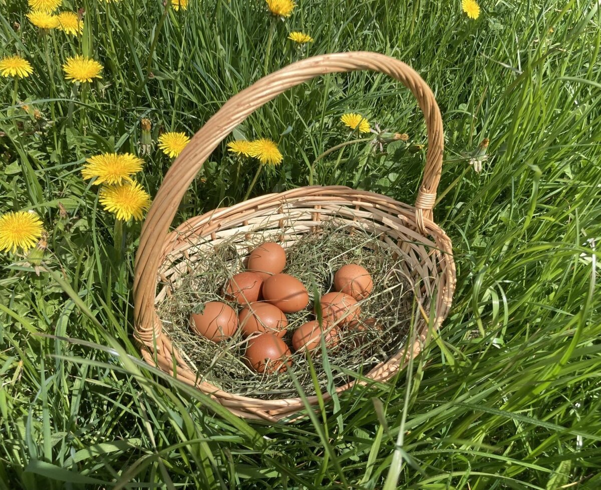 Basket with fresh eggs in the grass with dandelions at the farmhouse.