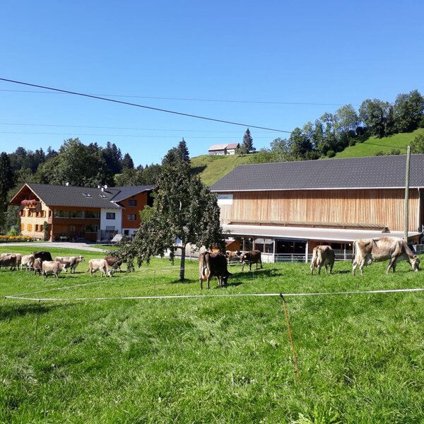 Cows grazing in the pasture in front of the farmhouse and barn.