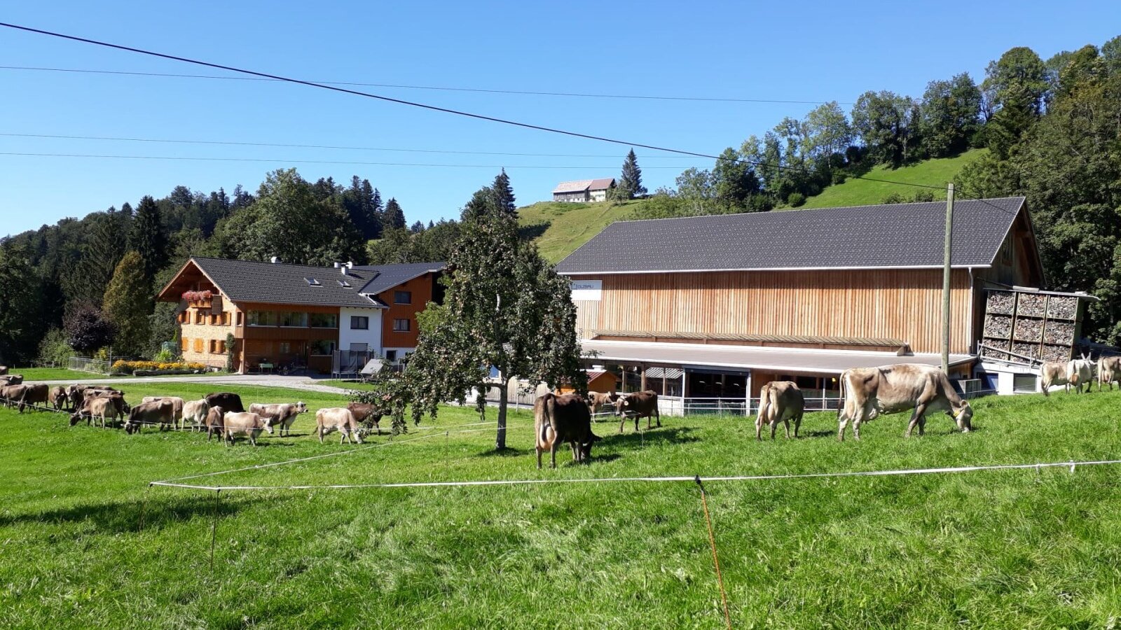 Cows grazing in the pasture in front of the farmhouse and barn.
