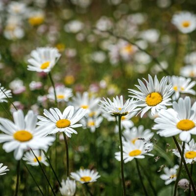 A flower meadow with daisies at the farmhouse.