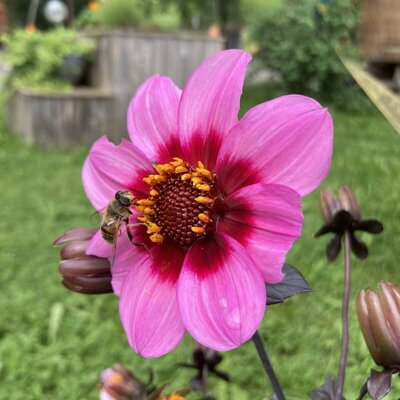 Pink flowers and a bee in the garden area of the Farm House.