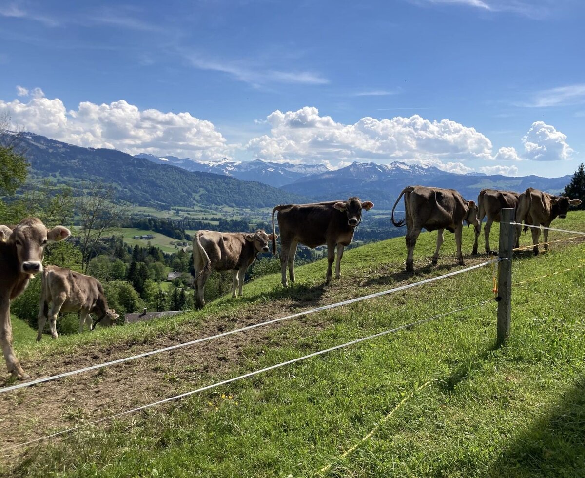 Cows grazing in a fenced pasture at the Farm House, with mountains in the background.