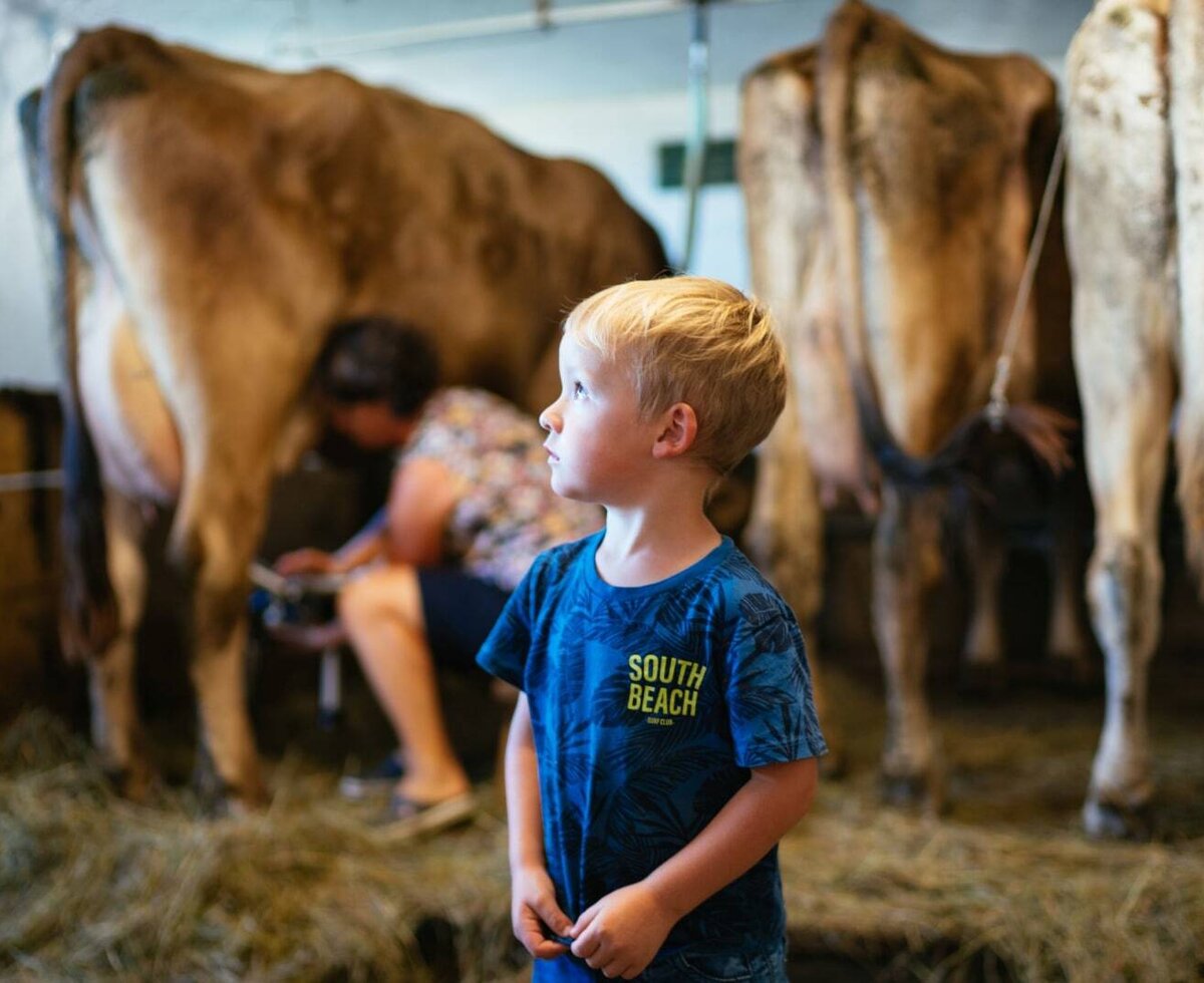 What can the White Gold do? Experience agriculture up close in the Bregenzerwald.