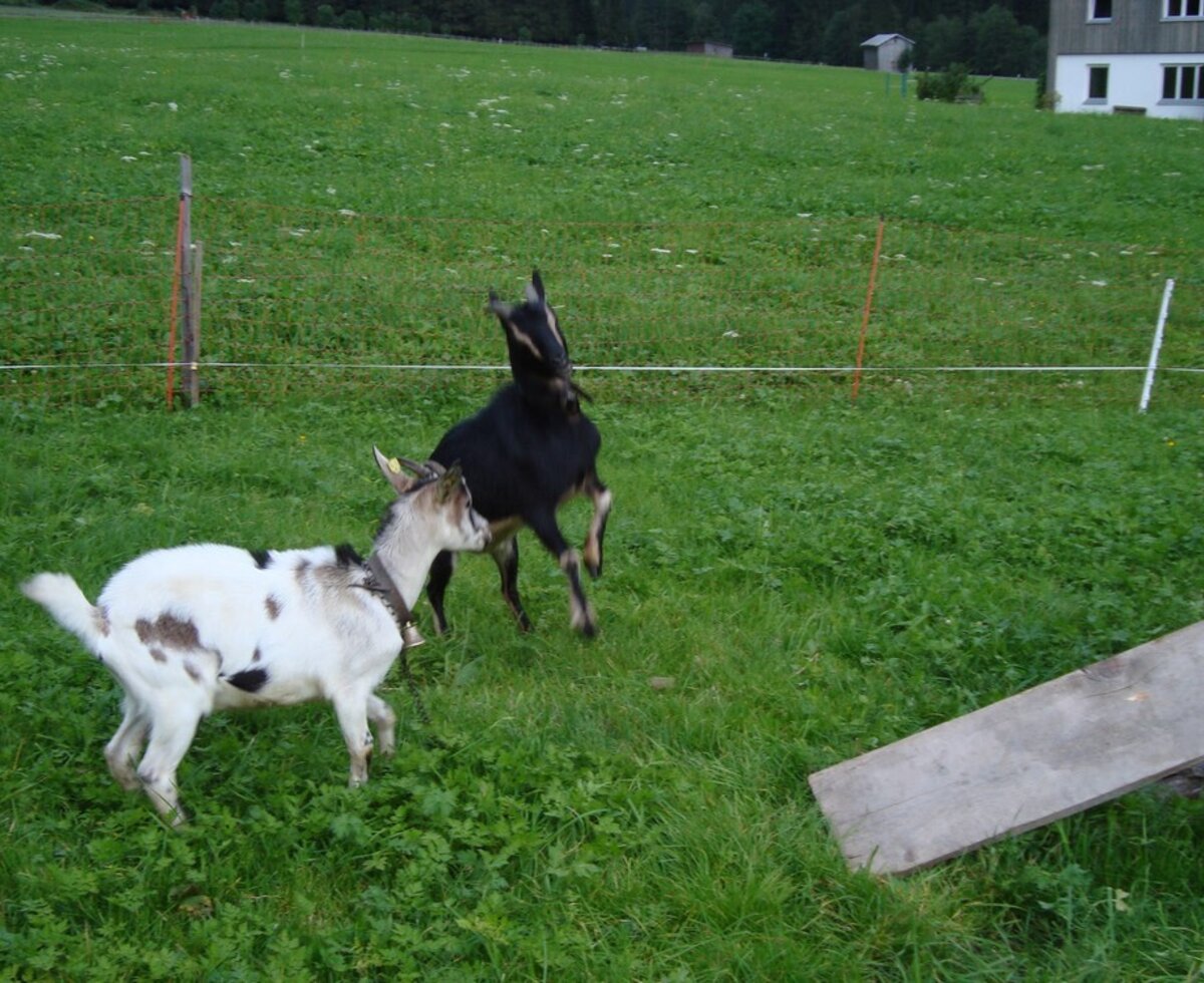 Pygmy goats frolicking about