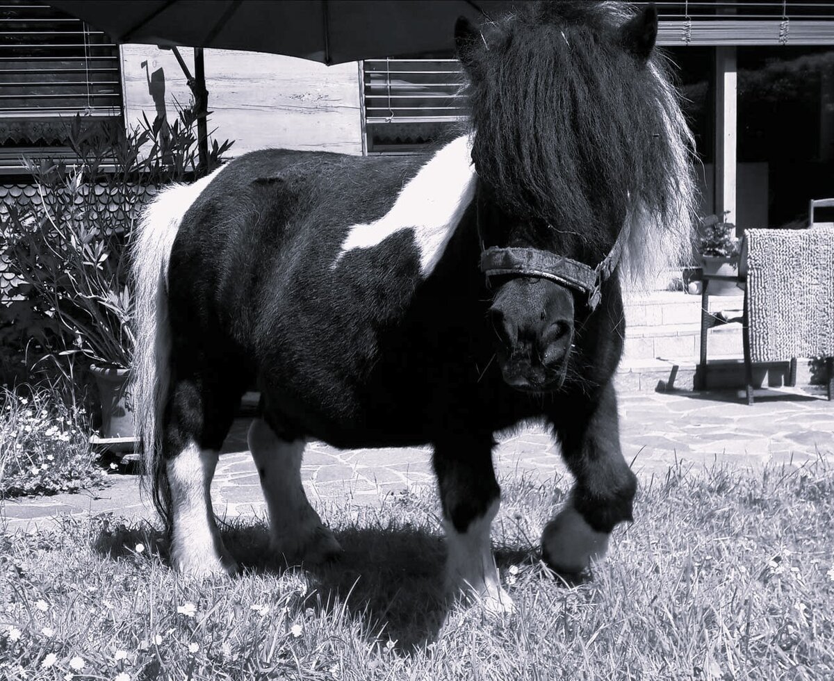 Unfortunately, our pony is no longer with us.