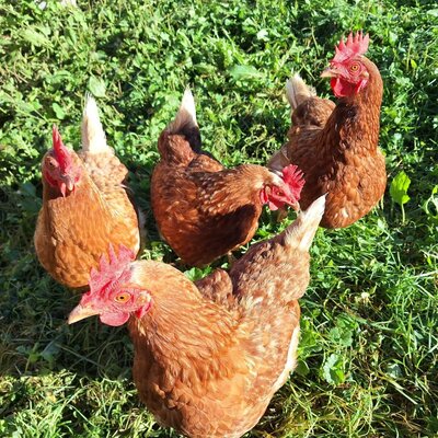 Happy chickens on the green pastures of the charming farmhouse.