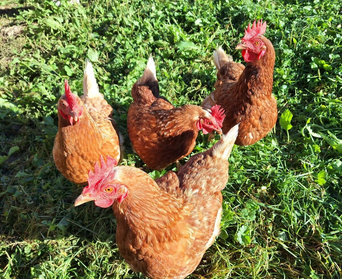 Happy chickens on the green pastures of the charming farmhouse.