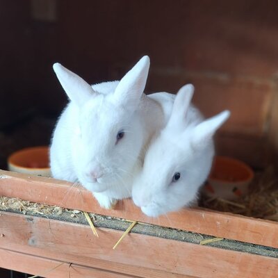 our rabbits
