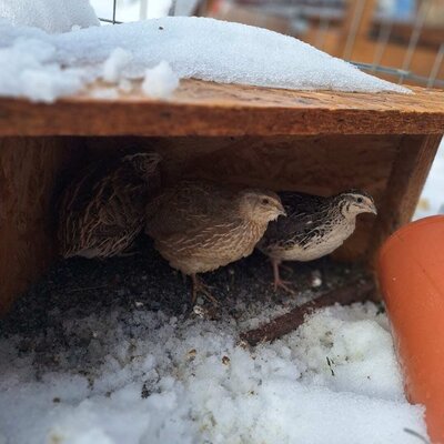 Quails sheltering under a wooden structure in the snow at the farmhouse.