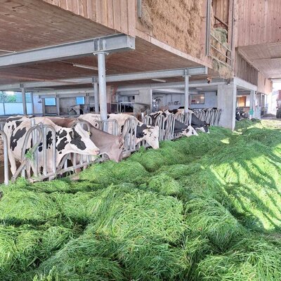Cows in the barn of the holiday farm, eating fresh grass.
