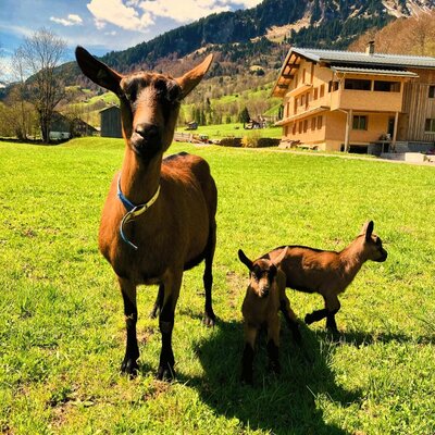 Goats and kids in the grassy field in front of the apartment with mountain views.