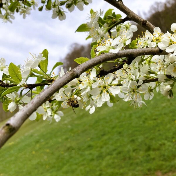 Flowering branch with a bee, green meadow, and mountains in the surroundings of the Ferienwohnung.