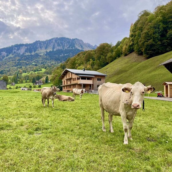 An idyllic green pasture with grazing cows right in front of the house with the apartment, surrounded by scenic mountains.