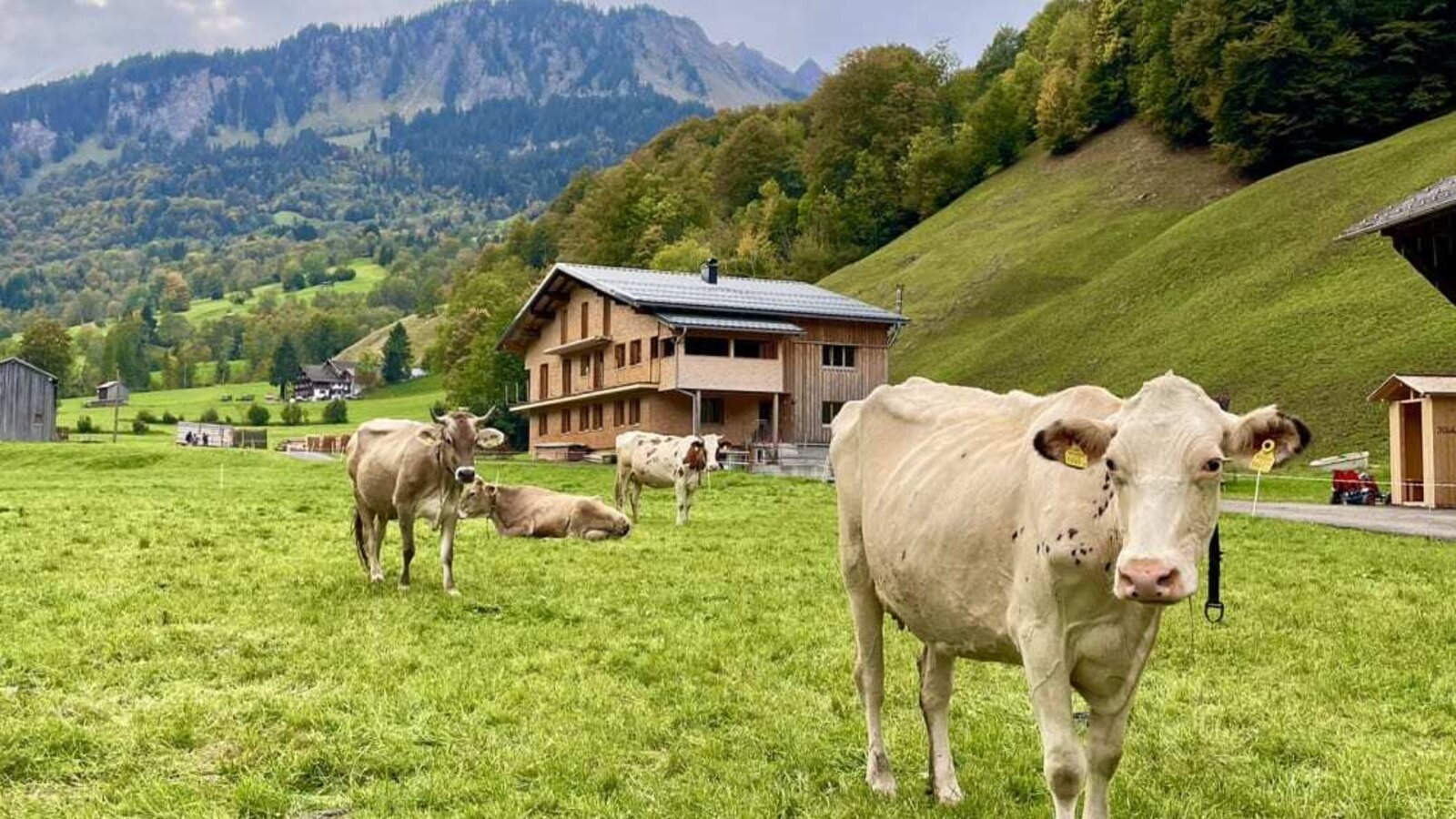 An idyllic green pasture with grazing cows right in front of the house with the apartment, surrounded by scenic mountains.
