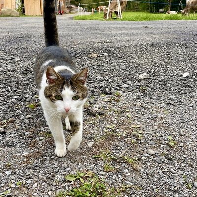 A curious cat on the apartment's grounds with grazing cows and mountains in the background.
