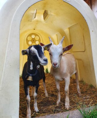 Goats