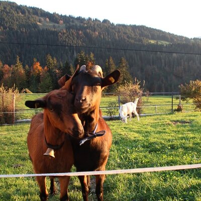 Goats