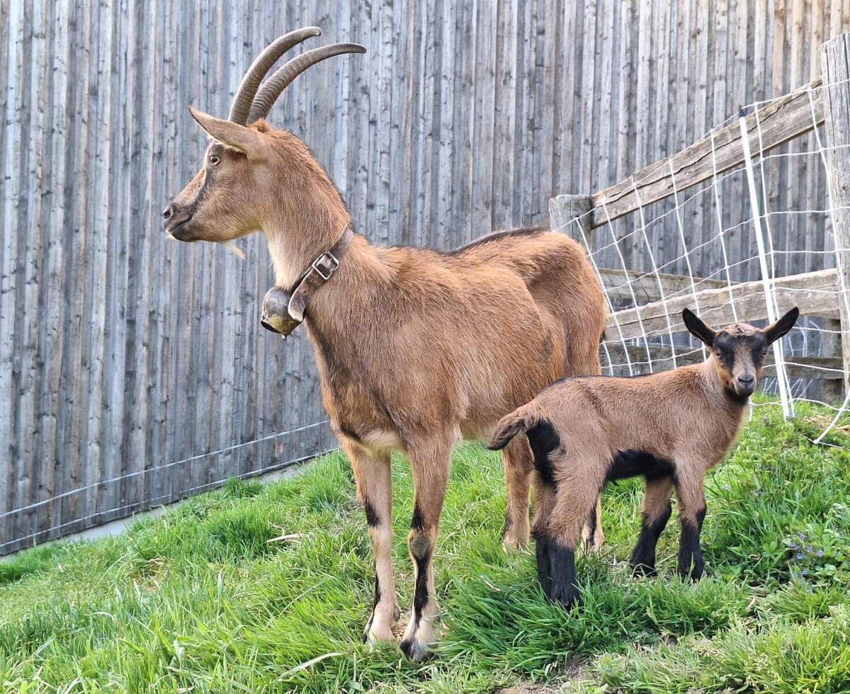 Friendly goats on the farmhouse's lush green pasture.