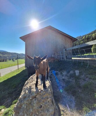 A curious little goat in the sunny outdoor area of the farmhouse, with a rustic wooden barn in the background.