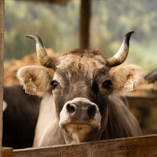 A curious cow in the stable at the neighboring NigschHof.