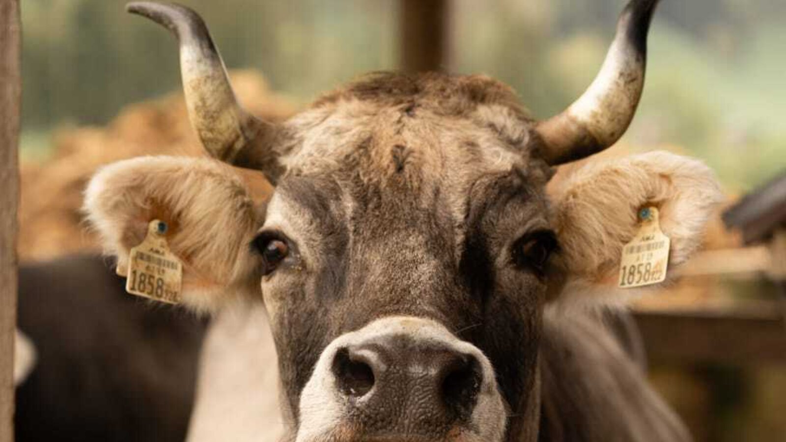 A curious cow in the stable at the neighboring NigschHof.