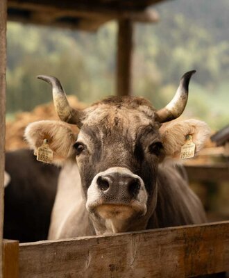 A curious cow in the stable at the neighboring NigschHof.