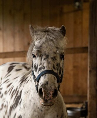 A friendly, spotted pony in the cozy wooden stable of the neighboring farm.