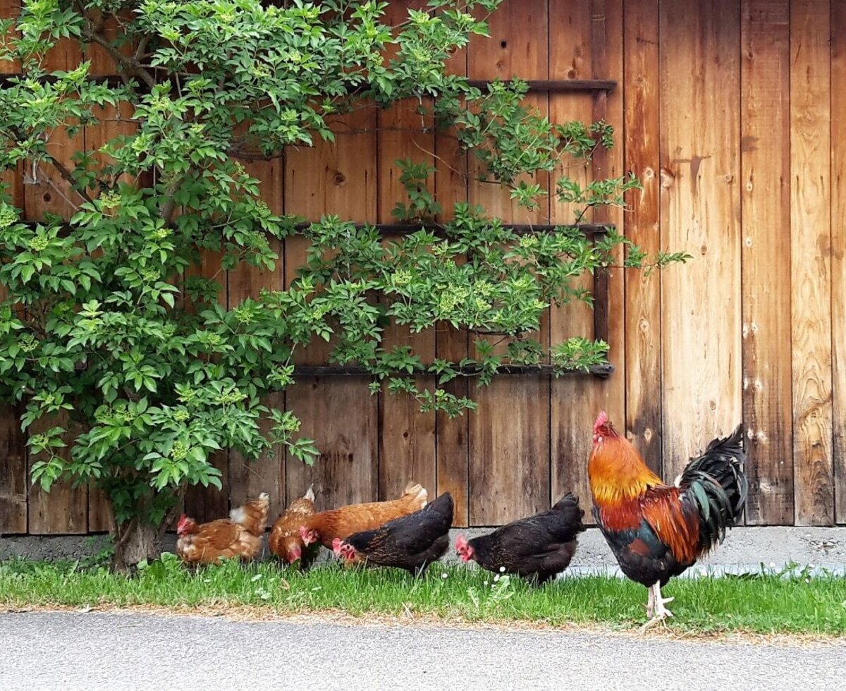 Flock of chickens at the holiday farm, bookable at Hof im Feld in Montafon