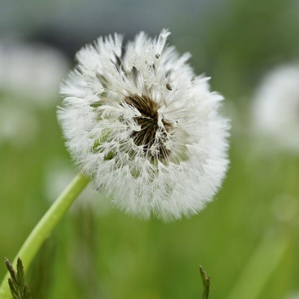 Dandelion at the farm in the field