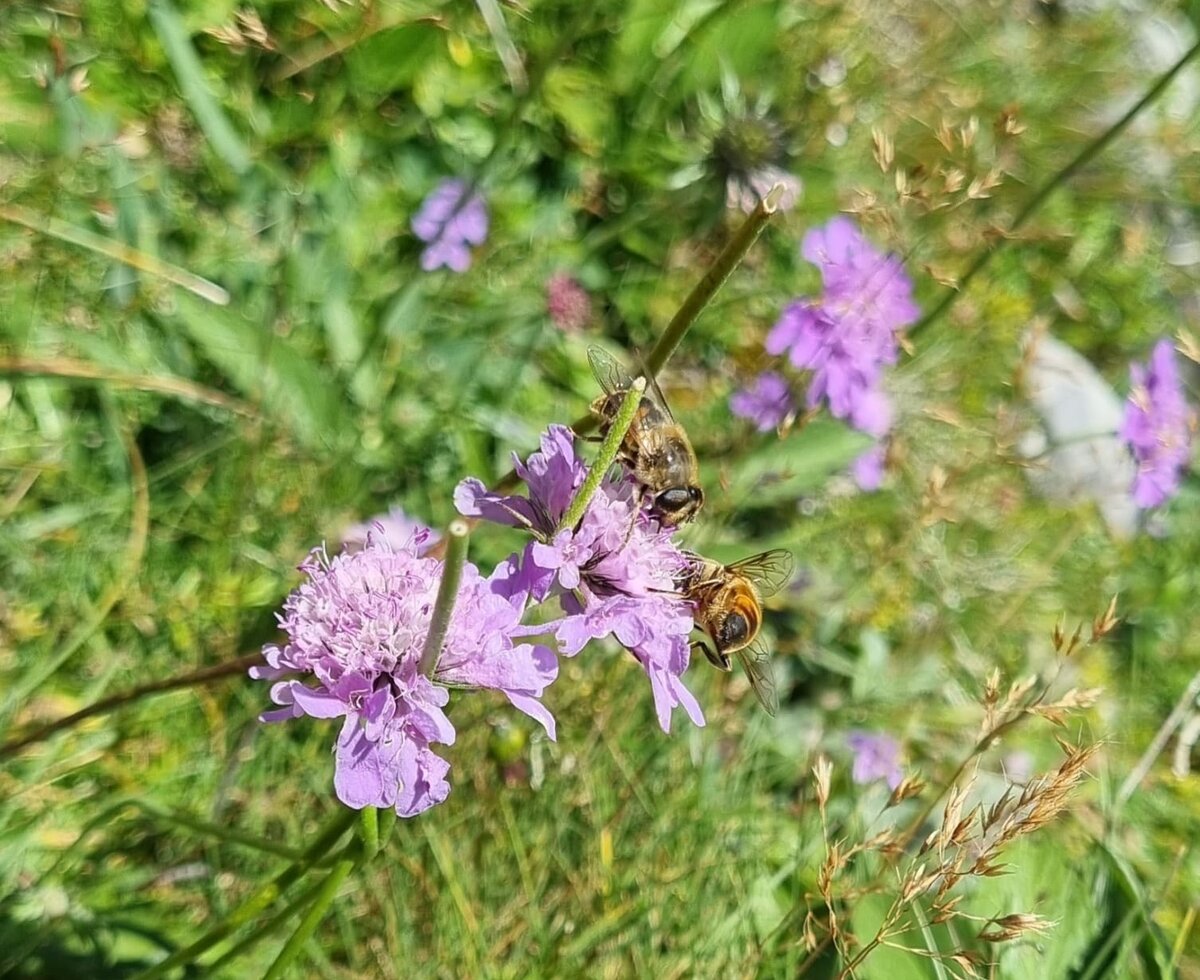 Bees on purple flowers