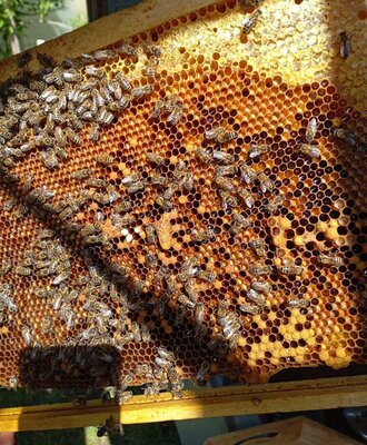 Beehive frame with bees and honeycombs from the farmhouse's mountain apiary.