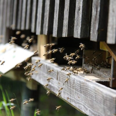 Bees flying in and out of the beehive at the Bauernhof.