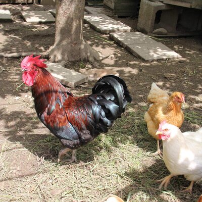 Rooster and hens on the farmhouse.