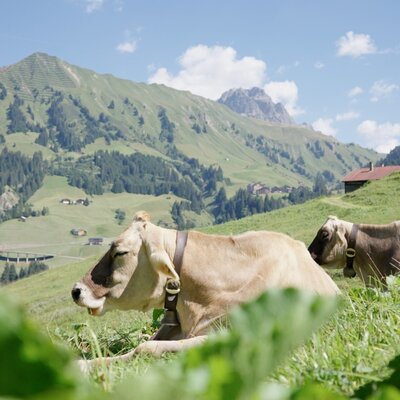 Cows resting in the mountain pasture near the Farm House, highlighting its certified children's farm.