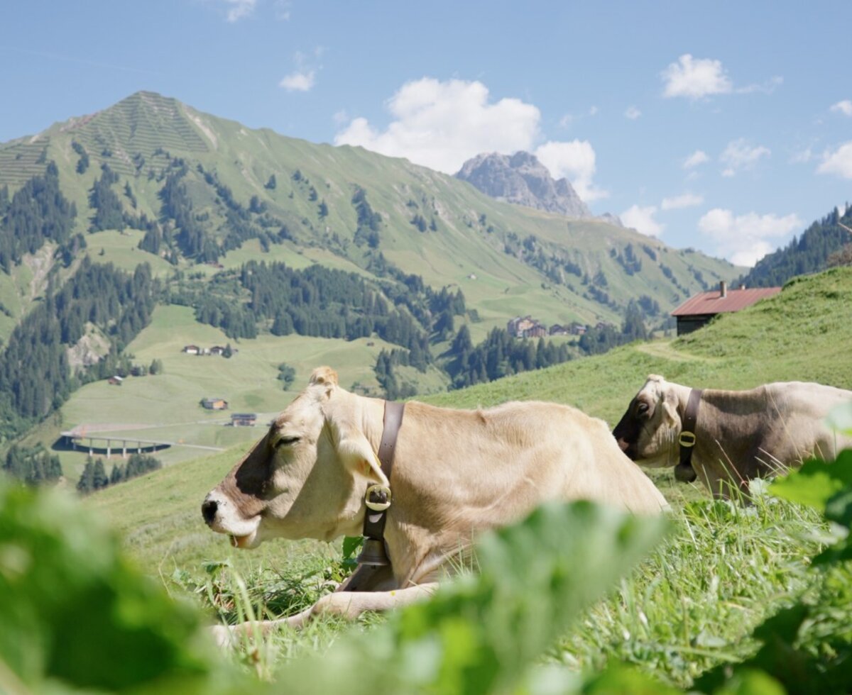 Cows resting in the mountain pasture near the Farm House, highlighting its certified children's farm.