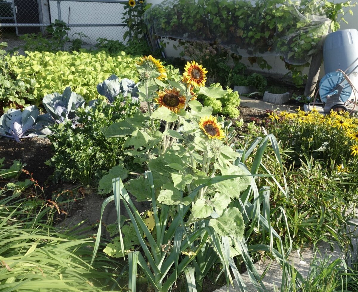 Farmer Anne loves her vegetable garden and flowers around the house