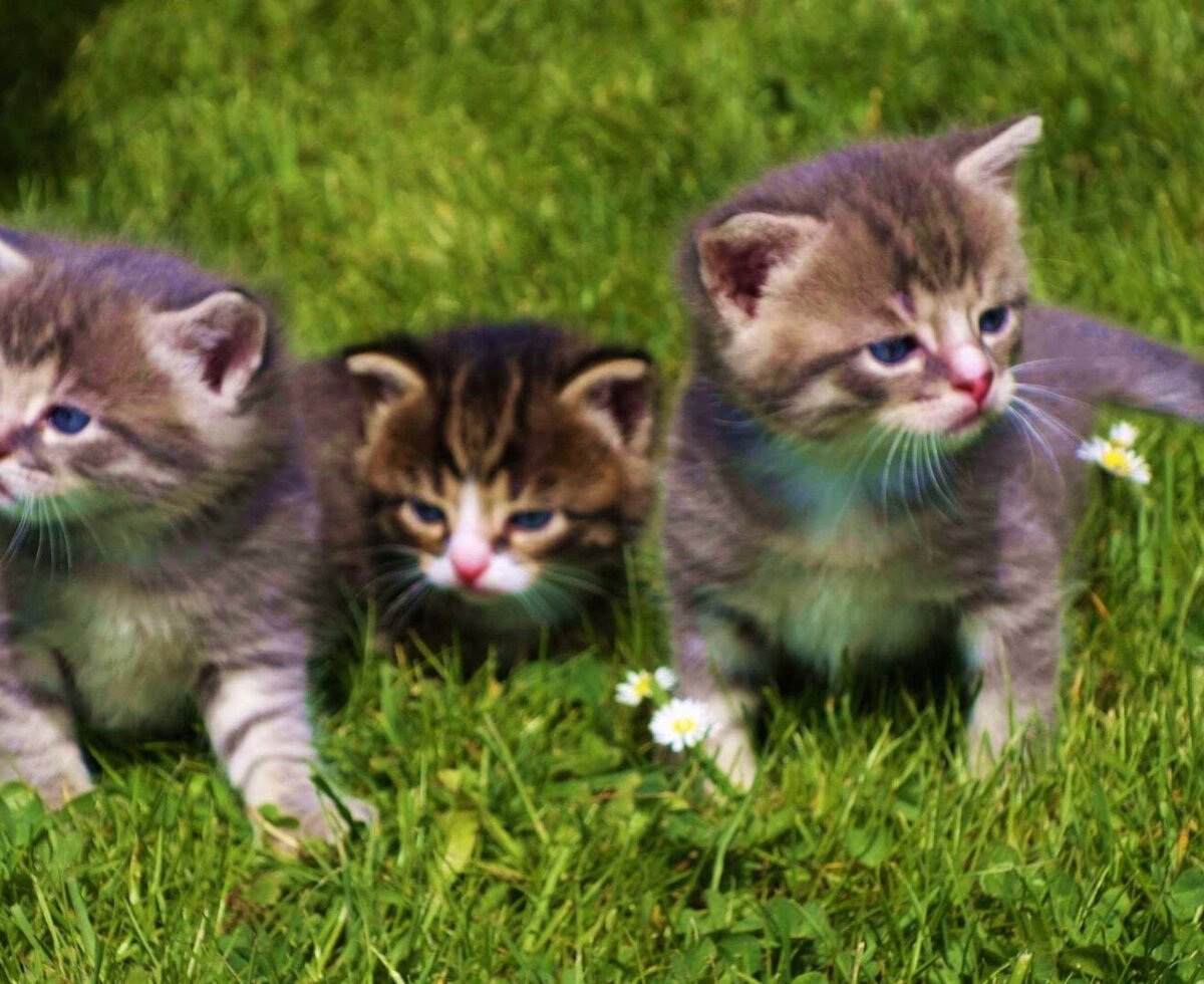 Three kittens in the grass, among the many animals available for guests to feed and love at the Farm House.