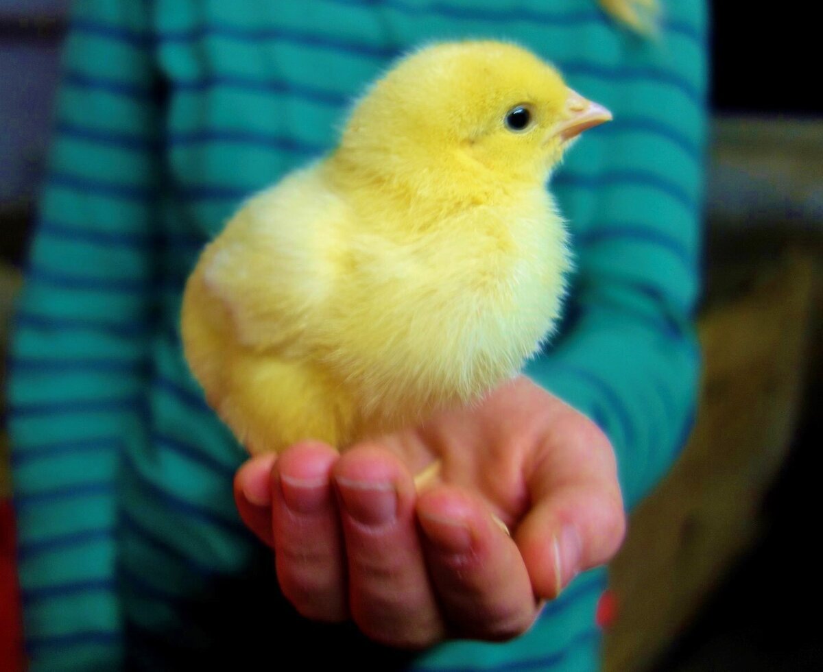 A small yellow chick held in a hand, one of the many animals on the farmhouse property.