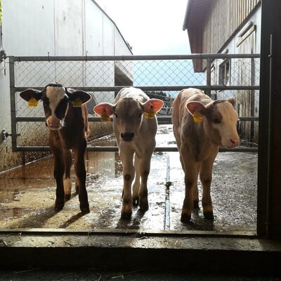 Calves visible on the premises of the Farm House.